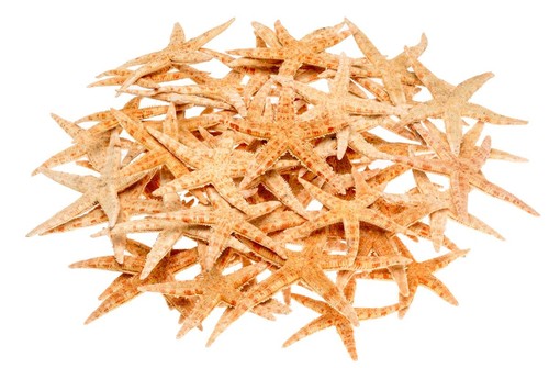 Sugar seestern cm - seestern,