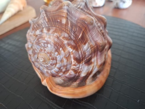 Rote helmschnecke cassis rufa - cassis,